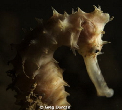 Sea horse taken at Tasi Tolu dive site west of Dili by Greg Duncan 